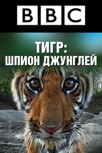 BBC: Тигр – шпион джунглей 2008