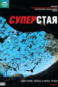 BBC: Суперстая 2009 смотреть онлайн бесплатно