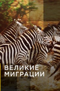 Великие миграции 2010