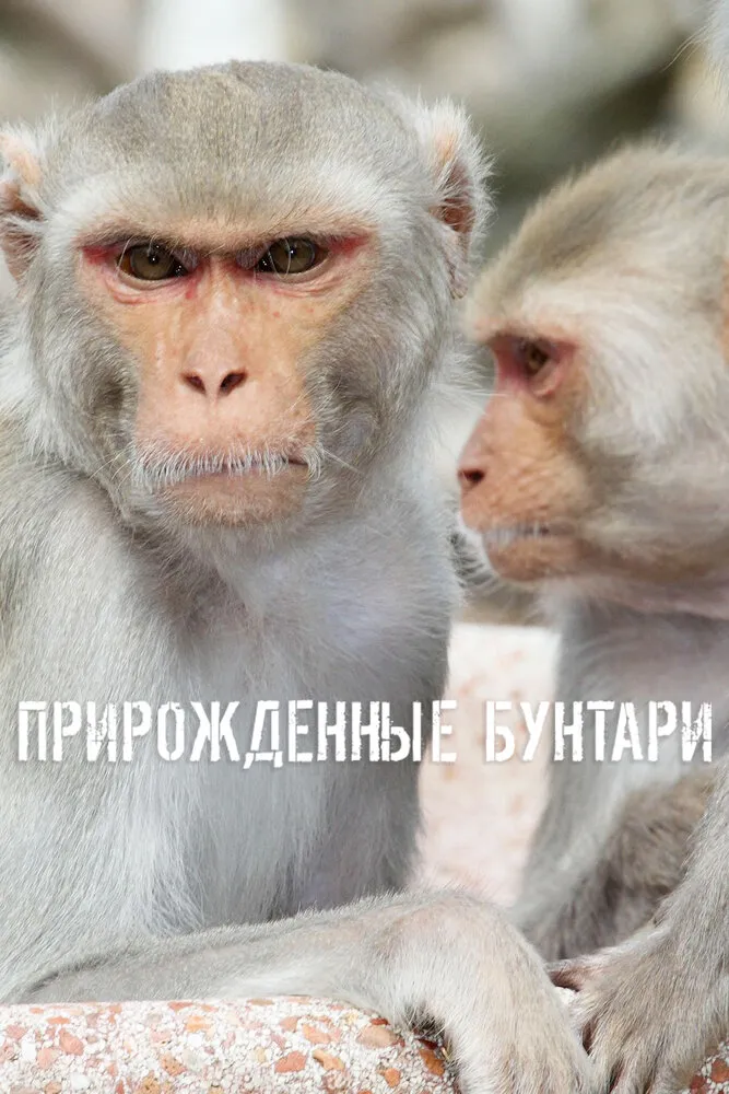 Прирожденные бунтари 2018 смотреть онлайн бесплатно